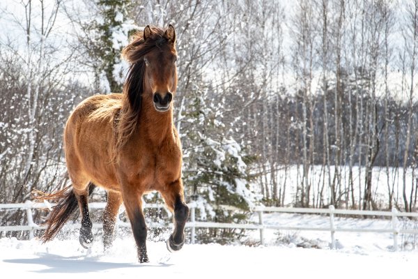 Лошадь зима