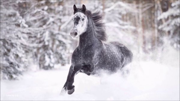 Лошади на зимнем фоне