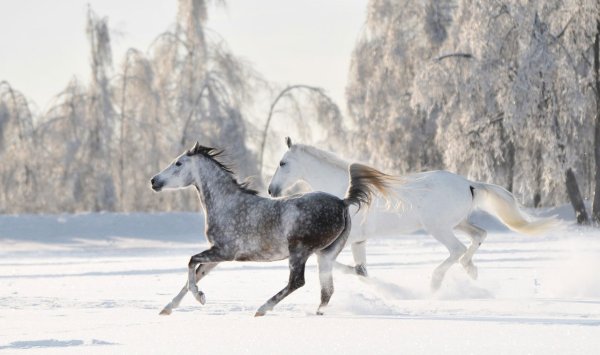 Лошади в снегу