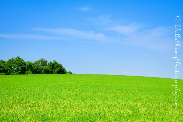Луг травы и голубое небо