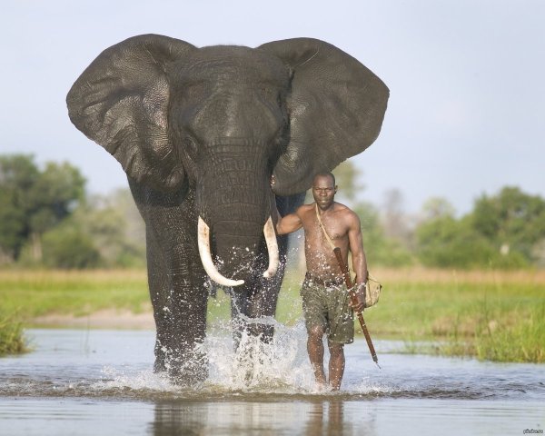 Африканский саванный слон Размеры