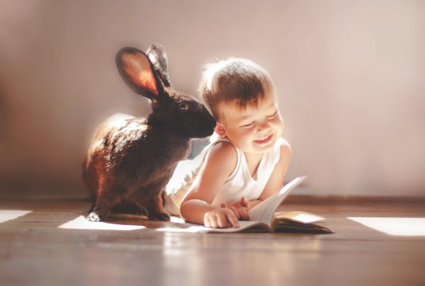 Кролик для детей
