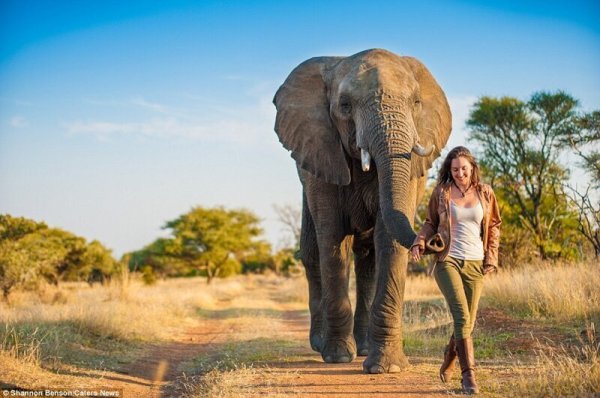 Африканский слон и человек