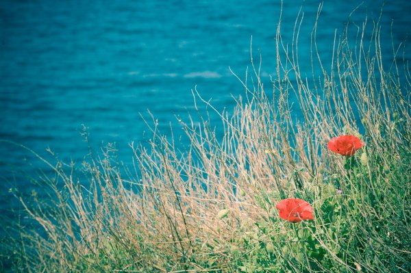 Лето море цветы