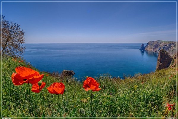 Крым мыс Фиолент цветы