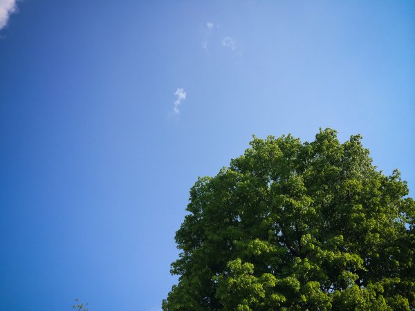 Голубое небо и верхушки деревьев