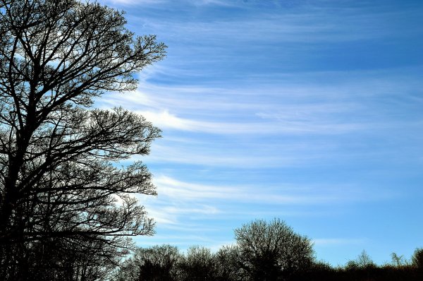 Деревья на фоне голубого неба