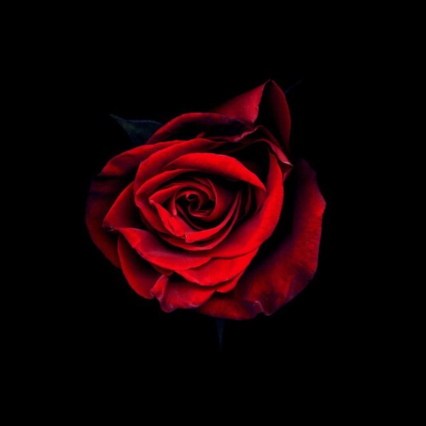 Красная роза НАЧОРНОМ фонде