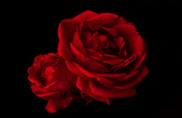 Маленькая красная роза на черном фоне