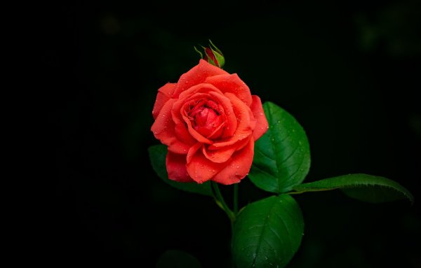 Красивые розы на черном фоне