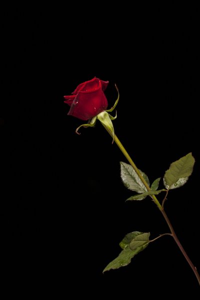 Красная роза на чёрном флне