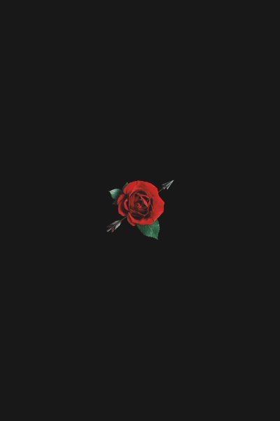 Маленькая роза на черном фоне