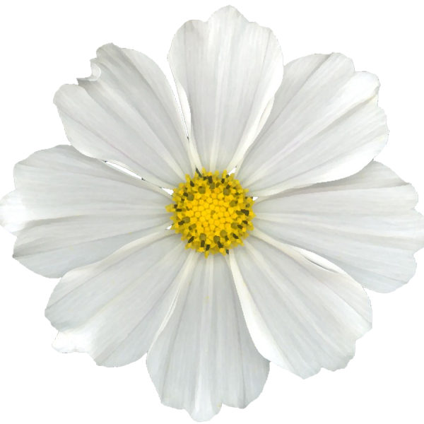Маленький цветок на белом фоне