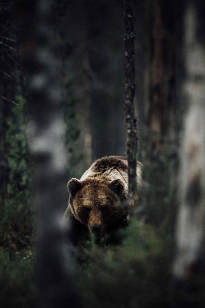 Медведь HD