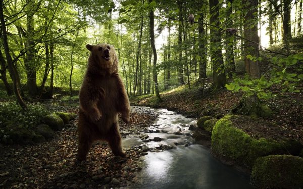 "Медведи в лесу" Kim Norlien