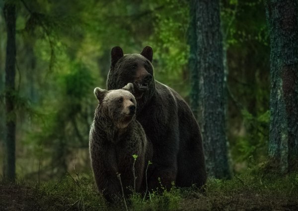 Бурый медведь с медвежатами в лесу