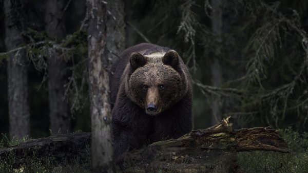 Медведь в тайге