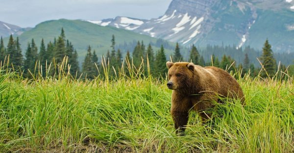 Бурый медведь в тайге