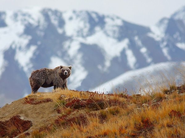 Сайлюгемская популяция бурого медведя (Ursus arctos)