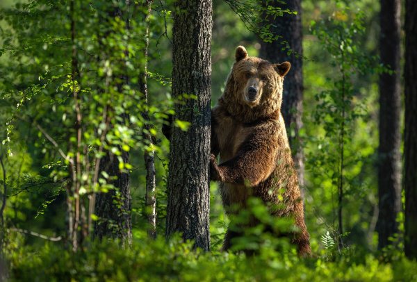 Бурый медведь в тайге России