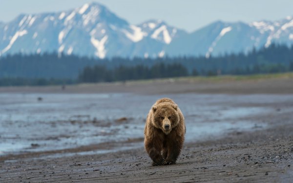 Бурый медведь на Аляске