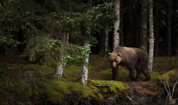 "Медведи в лесу" Kim Norlien