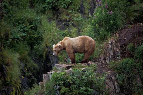 Бурый медведь Алтай