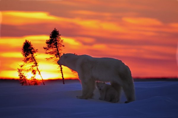 Медведь на фоне солнца
