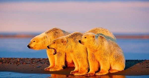 Полярные медведи на фоне заката