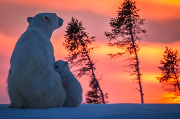 Белый медведь и Северное сияние