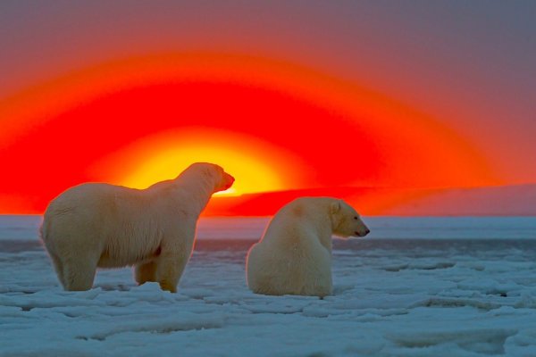 Большой Арктический заповедник Северное сияние