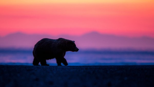 Медведь на закате