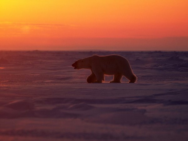 Бурый медведь на закате