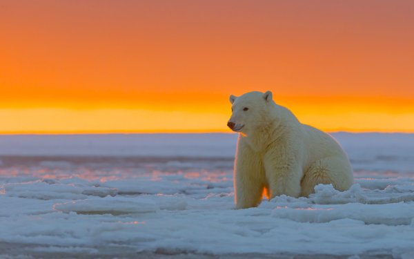 Белые медведи арктических пустынь России