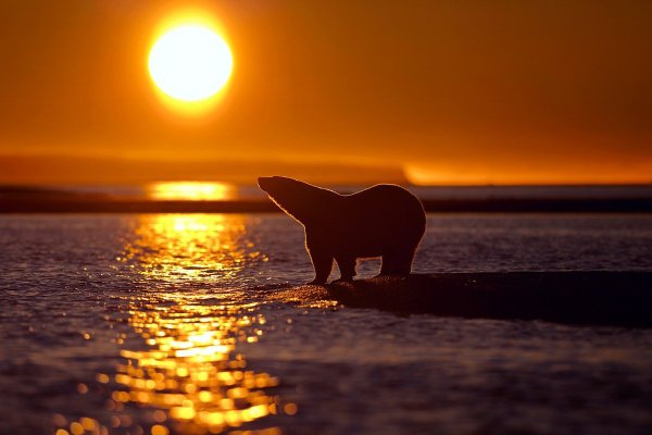 Белый медведь на закате