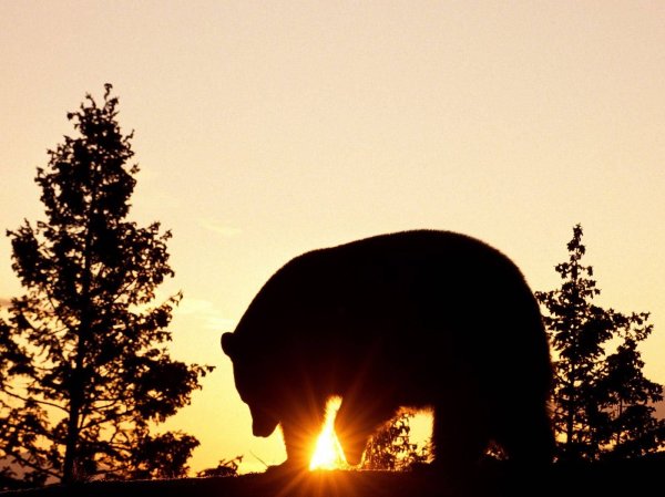 Медведь в лесу на закате