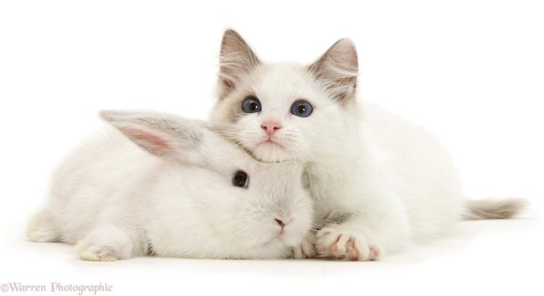 Милые котята на белом фоне