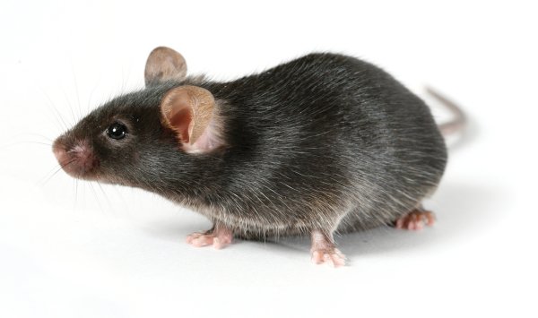 Мышка животное