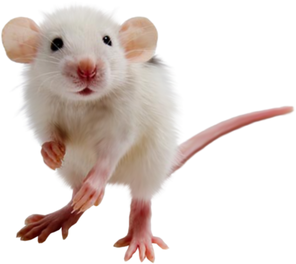 Крыса на белом фоне