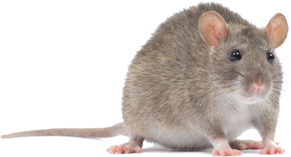 Мышь на прозрачном фоне