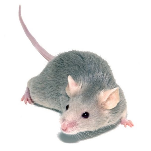 Мышка Живая