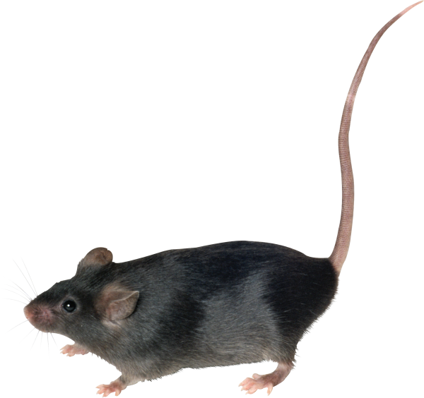 Крыса без фона