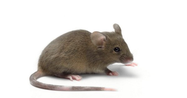 Мышь животное на белом фоне