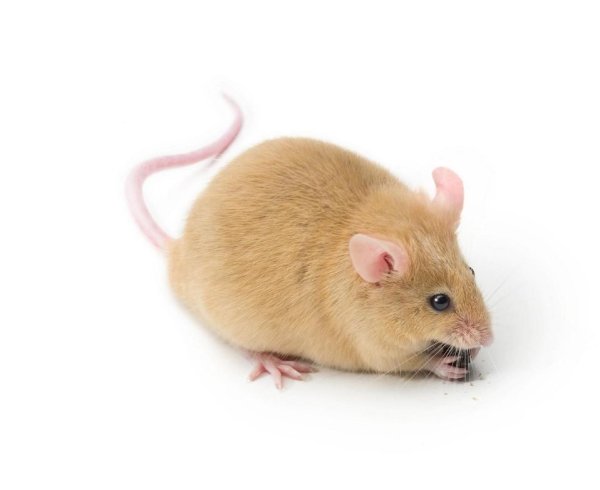 Мышка животное на белом фоне