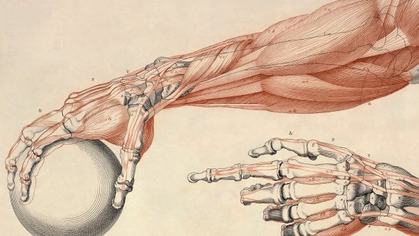 Анатомия руки мышцы и сухожилия человека