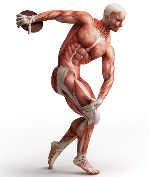 Мышечная система человека анатомия