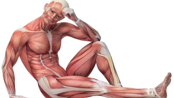 Мышечный тонус в анатомии