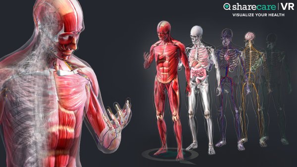 Скелет человека с мышцами