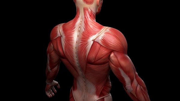 Анатомия мышц