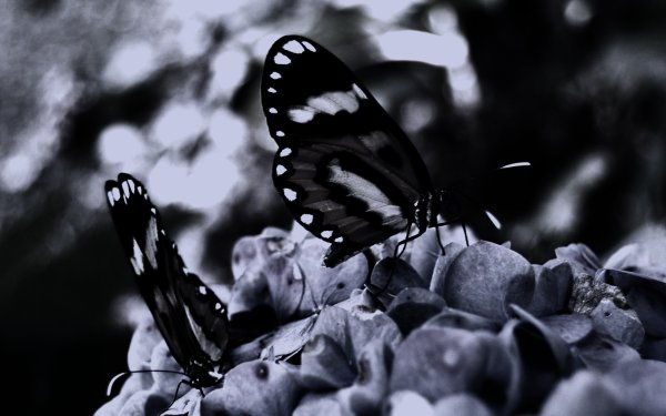 Красивая черная бабочка